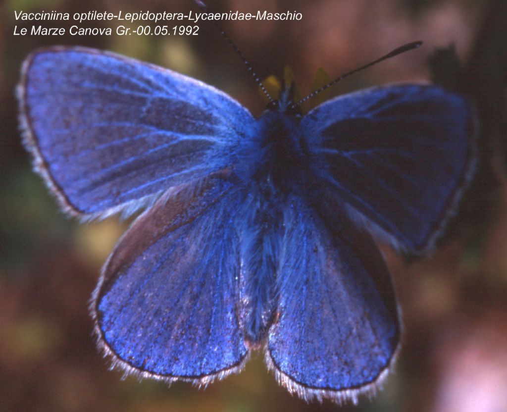 Lepidottero da identificare (167)